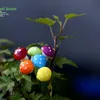 10pcs / lot s / l Décoration de jardin mini multicolore mousse de mousse miniatures figurine fée micro paysage ornement de champignons bricolage