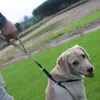 Dog Collars Leash 1000D Nylon Tactical Military Training Elastic Pet Multicolor High Quality Adjustable