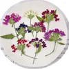 Fiori decorativi 5-8CM 12PCS/24PCS Verbena Hybrida pressata essiccata naturale rami in colore casuale per gioielli in resina artigianale fai da te