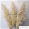 Couronnes De Fleurs Décoratives Le Nouveau 20 Pcs / Lot En Gros Phragmites Herbe De Pampa Décorative Séchée Naturelle Pour La Décoration De Mariage À La Maison Dhn0R