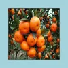 Decora￧￵es de jardim 100pcs tangerina citrus laranja flor laranja plantas raras para o jardim