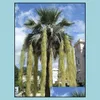 Bahçe Dekorasyonları Bahçe Dekorasyonları 10 PCS Şişe Palmiye Ağacı Çiçek Tohumları Bonsai Emme formaldehit Ev Mahkemesi İçin Nadir Bitki Soif Ottkb