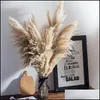 Couronnes De Fleurs Décoratives Le Nouveau 20 Pcs / Lot En Gros Phragmites Herbe De Pampa Décorative Séchée Naturelle Pour La Décoration De Mariage À La Maison Dhn0R