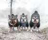 Hundkläder höst och vinter pälsboll varma vindtäta puffbollar stickad hundhatt