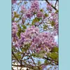 Inne zapasy ogrodowe 1000pcs/nasiona torby Bonsai paownia outdoor królewska cesarzowa rośliny drzewa drzewa domowe ogród donite do planu kwiatowego OT2SU