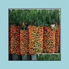 Decora￧￵es de jardim 100pcs tangerina citrus laranja flor laranja plantas raras para o jardim