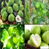 정원 장식 10pcs 주기브 분재 중국 대만 대만 큰 과일 나무 희귀 열대 DIY 홈 정원 화분에 식물 드롭 배달 2021 PA OTUPZ