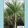 Bahçe Dekorasyonları Bahçe Dekorasyonları 10 PCS Şişe Palmiye Ağacı Çiçek Tohumları Bonsai Emme formaldehit Ev Mahkemesi İçin Nadir Bitki Soif Ottkb
