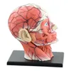 Cadılar Bayramı Oyuncakları 4d Montajlı İnsan İskelet Anatomik Model Beyin Nazal Oral Farinks Larinks Boşluk Anatomia Patlamış Kafatası Eğitim252L