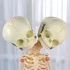 Halloween Toys 37cm Human Double Head Baby Schädel Skelett Anatomie Gehirn -Display Studie Unterricht anatomisches Modell Halloween Bar Ornament 220908