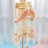 Halloween Toys 37cm Human Double Head Baby Skull Skeleton Anatomy Brain Display Study Teaching Anatomical Model Halloween Bar Orna2317300
