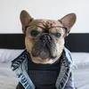 Köpek Giyim Pet Giysileri Denim Ceket Jean Nefes Alabilir Köpek Giyim Kıyafetleri Küçük Büyük S Chihuahua Fransız Bulldog 2209097352276