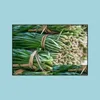 Andere Gartenbedarf 100pcs/Bag Samen Chinesische Schnittlauch-Lauch-Bonsai-Gartent￶pfe Pflanzen nach Hause leicht zu z￼chten Bio-Nicht-Gentechnikgem￼se Fou ote1d