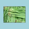 Other Garden Supplies 100Pcs/Bag Seeds Chinese Chives Leek Bonsai Garden Pots Plants Home Easy To Grow Organic Non-Gmo Vegetables Fou Ote1D