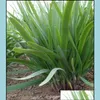 Andere Gartenbedarf 100pcs/Bag Samen Chinesische Schnittlauch-Lauch-Bonsai-Gartent￶pfe Pflanzen nach Hause leicht zu z￼chten Bio-Nicht-Gentechnikgem￼se Fou ote1d