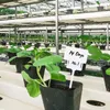 Hediye sargısı 40pcs Bitki Etiketleri 2.5 x 7 inç Plastik T-Tip Etiketler Açık ve kapalı için kreş bahçe işaretleri
