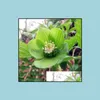 Outros suprimentos de jardim 100pcs/sementes de saco helleborus inverno rosa flor cresce em raras plantas ao ar livre de bonsai para jardim naturais g soif otmgi