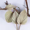 Decorative Flowers Fan Leaves Palm Leaf Dried Flower Wedding Arch Arrangement Wall For Window Reception Party Art Hanging Decoration