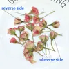 Fausse verte florale 12 pcpary nouvelles fleurs séchées plantes roses pressées naturelles pour la résine époxy bijoux de suspension de fabrication d'accessoires de nail artisanal j220906