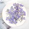 Faux Floral Greenery 6 pcsbatch Dried Flowers Natural Pressed Flying Swallow Sakura Plants For Epoxy Resin Pendant Jewelry Making Craft Diy Accessories J220906