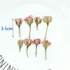 Fausse verte florale 12 pcpary nouvelles fleurs séchées plantes roses pressées naturelles pour la résine époxy bijoux de suspension de fabrication d'accessoires de nail artisanal j220906