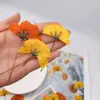 Sahte çiçek yeşillik 12 adet kurutulmuş çiçekler chrysant doğal preslenmiş bitkiler epoksi reçine kolye takı yapmak zanaat diy tırnak sanat aksesuarları j220906