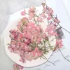 Faux blommor grönare 6 pcsbatch torkade blommor naturliga pressade flygande svälja sakura växter för epoxiharts hängsmycken gör hantverk diy tillbehör j220906