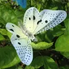Strings Solar Powered 12LEDs Butterfly Fairy String Light Lamp Outdoor Garden Party Decoration