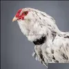 Andere huisdierbenodigdheden pik kragen anti-ruis kraag haak nekband eenden ganzen potry benodigdheden nekriem voor haandruppel levering 2021 dhvmg