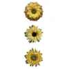 marca de girasol