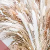 Party Decoration 80st Natural Dried Pampas Grass Bouquet Boho Home Phragmites Flowers for Wedding 220919