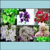 Diğer Bahçe Malzemeleri Veranda Çim Evi 200 PCS% 100 Orijinal Yüksek Kaliteli Karışım Renkli Bougainvillea Spectabili Otn4t