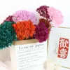 Decorative Flowers Christmas Natural Dried Preserved Hydrangea Branch Head Can Be Matched With Valentines Day Gifts Edding Decoration