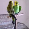Andra fågelförsörjningar Pet Parakeet Budgie Hanging Play Toys Cage Wood Branch Stand Abborre Parrot Trähållare
