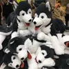 Poupées en peluche Mignon peluche LIVLIG Husky chien jouet oreiller en peluche loup de Sibérie longue peluche réaliste chien poupée jouets cadeau d'anniversaire pour les enfants 220927