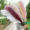 Decorative Flowers & Wreaths Wedding Flower Pampas Grass Large Size Fluffy For Home Christmas Decor Natural Plants White Dried flowers P0927