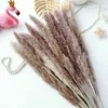 Decorative Flowers Real Plants Small Reed Natural Preserved Dried Pampas Grass Bouquet Bulrush Phragmites Decoration Props Droogbloemen