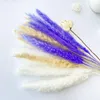 Decorative Flowers Real Plants Small Reed Natural Preserved Dried Pampas Grass Bouquet Bulrush Phragmites Decoration Props Droogbloemen