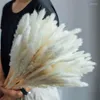 Decorative Flowers Artificial Colorful Bulrush Natural Dried Branch Pampas Grass Home Decor Phragmites Wedding Party Supplies