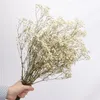 Flores decorativas Dekoration Natural seco preservado rosa gipsophila babysbreath Million Stars Paniculata Bouquets Gift Wedding Decoration