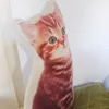 3D Cat Pillow Home Dekorativa kuddar för soffa säng söt tryckta kuddar barn gåva