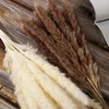 Decoratieve bloemen 44 cm Pampas Grass Natuurlijk Riet Gedroogde bloem Beige Fluffy Ceremony Valentijnsdag Wedding Decoratie Modern Home