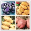 100 pcs 고품질 맛있는 감자 씨앗 희귀 유기농 고성질 감자 과일과 야채 집 Jardin Planters for happy312x