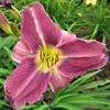 Purple Daylily Prairie Blue Eyes 1 Root nue saine Entrasse HEMEROCALLIS PLANTE 2 3 FANS Navires de Facile à Grow280B8605139