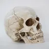 Decorative Objects Figurines 1Pcs/Pack Statues Sculptures Skull Model Size 1 1 Decorative Crafts Life Replica High Quality Halloween Home Decor Resin 220827