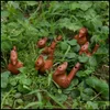 Sanat ve El Sanatları Su Kuş Düdük Vintage Seramik Düdükler Kil Ocarina Warbler Şarkı Chirps Çocuklar Banyo Oyuncaklar Denizyolu Damlası Dhqjp