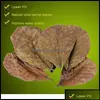 Outros peixes aquários Otalmond Leaf Limpeando seus aquários suprimentos para animais de estimação Garden Home Natura Drop Deliver