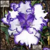 Otros suministros de jard￭n Patio Lawn Home 100pcs/Set Rare Orc Seeds Mixed Iris Orcs Plantas de interior Beautif Planting Bonsai Flowers Semilla Dhlnd