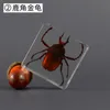 Dekorativa föremål Figurer Small Animal Real Insect Harts Scarab Spider Beetle Exempel Flower Marine Plant Teaching Present Box Home Decor 220827