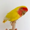 Figurine decorative Reale Tassidermia Ripieno Eurasiatico Giallo Melopsittacus Budgerigar Budgie Pappagallo Esemplare Schizzo Drawing2327